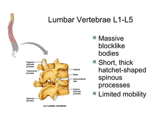  Massive
blocklike
bodies
 Short, thick
hatchet-shaped
spinous
processes
 Limited mobility
Lumbar Vertebrae L1-L5
 
