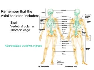 Remember that the
Axial skeleton includes:
Skull
Vertebral column
Thoracic cage
Axial skeleton is shown in green
 