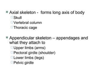  Axial skeleton - forms long axis of body
Skull
Vertebral column
Thoracic cage
 Appendicular skeleton – appendages and
what they attach to
Upper limbs (arms)
Pectoral girdle (shoulder)
Lower limbs (legs)
Pelvic girdle
 