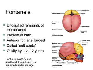 Fontanels
 Unossified remnants of
membranes
 Present at birth
 Anterior fontanel largest
 Called “soft spots”
 Ossify by 1 ½ - 2 years
Continue to ossify into
adulthood; the sutures can
become fused in old age
 