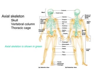 Axial skeleton
Skull
Vertebral column
Thoracic cage
Axial skeleton is shown in green
 