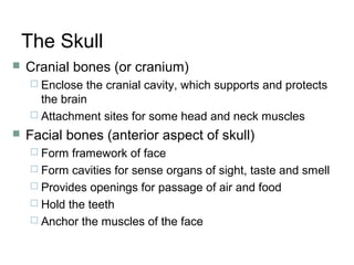 The Skull
 Cranial bones (or cranium)
 Enclose the cranial cavity, which supports and protects
the brain
 Attachment sites for some head and neck muscles
 Facial bones (anterior aspect of skull)
 Form framework of face
 Form cavities for sense organs of sight, taste and smell
 Provides openings for passage of air and food
 Hold the teeth
 Anchor the muscles of the face
 