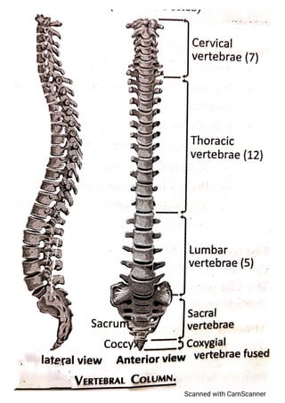 Axial skeleton