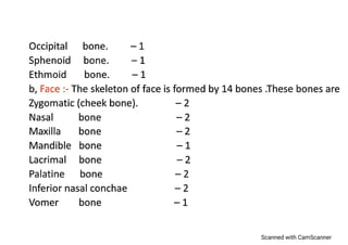 Axial skeleton