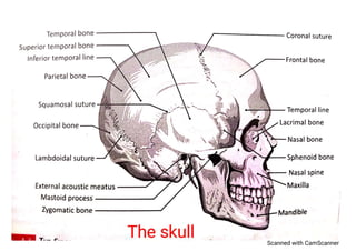 Axial skeleton