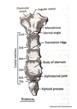Axial skeleton