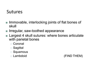 Sutures
■ Immovable, interlocking joints of flat bones of
skull
■ Irregular, saw-toothed appearance
■ Largest 4 skull sutures: where bones articulate
with parietal bones
□ Coronal
□ Sagittal
□ Squamous
□ Lambdoid (FIND THEM)
 