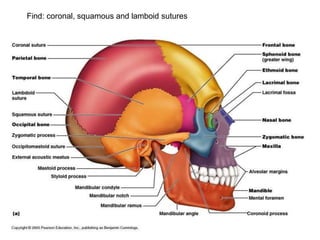 Find: coronal, squamous and lamboid sutures
 