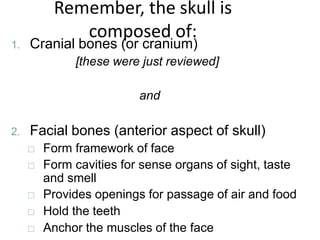 Remember, the skull is
composed of:
1. Cranial bones (or cranium)
[these were just reviewed]
and
2. Facial bones (anterior aspect of skull)
□ Form framework of face
□ Form cavities for sense organs of sight, taste
and smell
□ Provides openings for passage of air and food
□ Hold the teeth
□ Anchor the muscles of the face
 