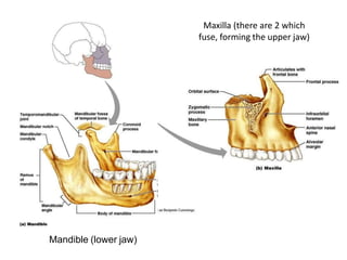 Mandible (lower jaw)
Maxilla (there are 2 which
fuse, forming the upper jaw)
 
