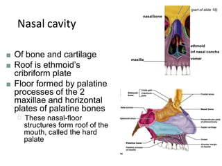 Nasal cavity
■ Of bone and cartilage
■ Roof is ethmoid’s
cribriform plate
■ Floor formed by palatine
processes of the 2
maxillae and horizontal
plates of palatine bones
□ These nasal-floor
structures form roof of the
mouth, called the hard
palate
nasal bone
ethmoid
inf nasal concha
vomer
(part of slide 18)
maxilla
 