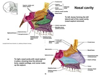 Nasal cavity
To left, bones forming the left
lateral wall of the nasal cavity
(nasal septum removed)
To right, nasal cavity with nasal septum
in place, showing how the ethmoid
bone, septal cartilage, and vomer make
up the septum
 