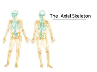 The Axial Skeleton
 