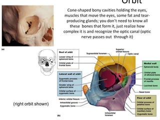 Orbit
Cone-shaped bony cavities holding the eyes,
muscles that move the eyes, some fat and tear-
producing glands; you don’t need to know all
these bones that form it, just realize how
complex it is and recognize the optic canal (optic
nerve passes out through it)
(right orbit shown)
 