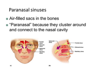 Paranasal sinuses
■ Air-filled sacs in the bones
■ “Paranasal” because they cluster around
and connect to the nasal cavity
 