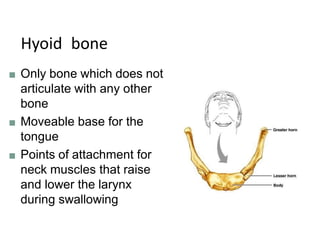 Hyoid bone
■ Only bone which does not
articulate with any other
bone
■ Moveable base for the
tongue
■ Points of attachment for
neck muscles that raise
and lower the larynx
during swallowing
 