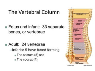 The Vertebral Column
■ Fetus and infant: 33 separate
bones, or vertebrae
■ Adult: 24 vertebrae
□Inferior 9 have fused forming
■ The sacrum (5) and
■ The coccyx (4)
 