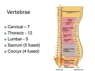 Vertebrae
■ Cervical – 7
■ Thoracic - 12
■ Lumbar - 5
■ Sacrum (5 fused)
■ Coccyx (4 fused)
 