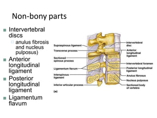 Non-bony parts
■ Intervertebral
discs
□ anulus fibrosis
and nucleus
pulposus)
■ Anterior
longitudinal
ligament
■ Posterior
longitudinal
ligament
■ Ligamentum
flavum
 