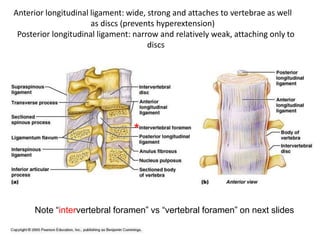 Anterior longitudinal ligament: wide, strong and attaches to vertebrae as well
as discs (prevents hyperextension)
Posterior longitudinal ligament: narrow and relatively weak, attaching only to
discs
Note “intervertebral foramen” vs “vertebral foramen” on next slides
*
 