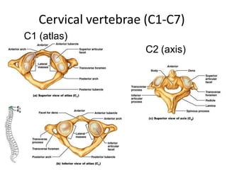 Cervical vertebrae (C1-C7)
C1 (atlas)
C2 (axis)
 