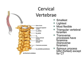 ■
■
■
■
Smallest
Lightest
Most flexible
Triangular vertebral
foramen
Transverse
processes have
foramina
(transverse
foramen)
Spinous process
bifid (forked) except
for C7
■
■
Cervical
Vertebrae
 