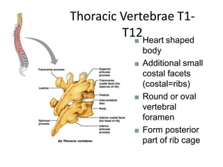 ■ Heart shaped
body
■ Additional small
costal facets
(costal=ribs)
■ Round or oval
vertebral
foramen
■ Form posterior
part of rib cage
Thoracic Vertebrae T1-
T12
 