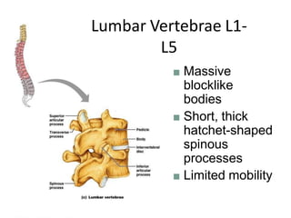 ■ Massive
blocklike
bodies
■ Short, thick
hatchet-shaped
spinous
processes
■ Limited mobility
Lumbar Vertebrae L1-
L5
 