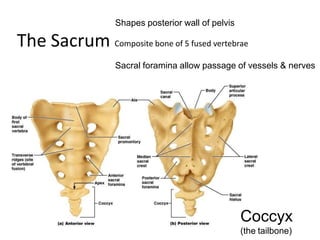 Shapes posterior wall of pelvis
The Sacrum Composite bone of 5 fused vertebrae
Sacral foramina allow passage of vessels & nerves
Coccyx
(the tailbone)
 