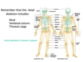 Remember that the Axial
skeleton includes:
Skull
Vertebral column
Thoracic cage
Axial skeleton is shown in green
 
