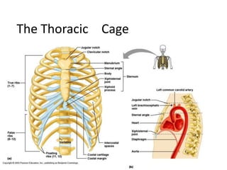 The Thoracic Cage
 