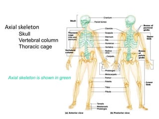 Axial skeleton
Skull
Vertebral column
Thoracic cage
Axial skeleton is shown in green
 