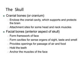 The Skull
■ Cranial bones (or cranium)
□ Enclose the cranial cavity, which supports and protects
the brain
□ Attachment sites for some head and neck muscles
■ Facial bones (anterior aspect of skull)
□ Form framework of face
□ Form cavities for sense organs of sight, taste and smell
□ Provides openings for passage of air and food
□ Hold the teeth
□ Anchor the muscles of the face
 