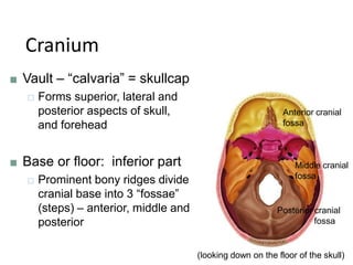 Cranium
■ Vault – “calvaria” = skullcap
□ Forms superior, lateral and
posterior aspects of skull,
and forehead
■ Base or floor: inferior part
□ Prominent bony ridges divide
cranial base into 3 “fossae”
(steps) – anterior, middle and
posterior
Anterior cranial
fossa
Middle cranial
fossa
Posterior cranial
fossa
(looking down on the floor of the skull)
 