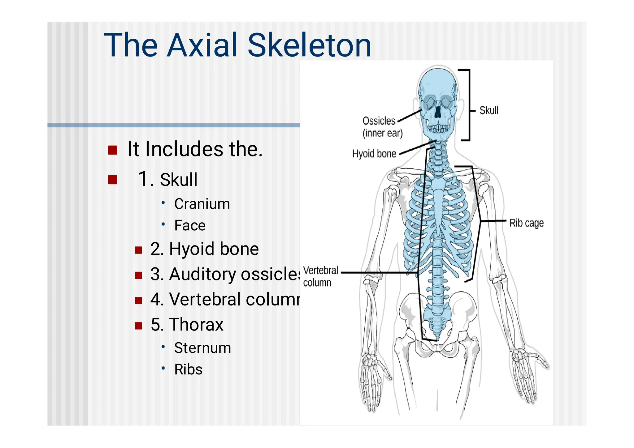 Axial Skeleton Human Anatomy Mbbs pdf All For One Axial Skeleton Human Anatomy Mbbs pdf All For One