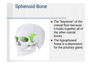 axial skeleton human anatomy. Mbbs....pdf