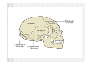 axial skeleton human anatomy. Mbbs....pdf