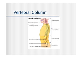 axial skeleton human anatomy. Mbbs....pdf