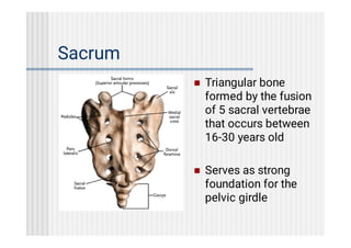 axial skeleton human anatomy. Mbbs....pdf