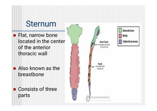 axial skeleton human anatomy. Mbbs....pdf