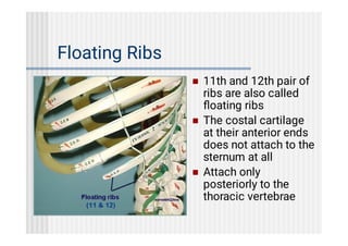 Protruded Floating Rib axial skeleton human anatomy. Mbbs....pdf