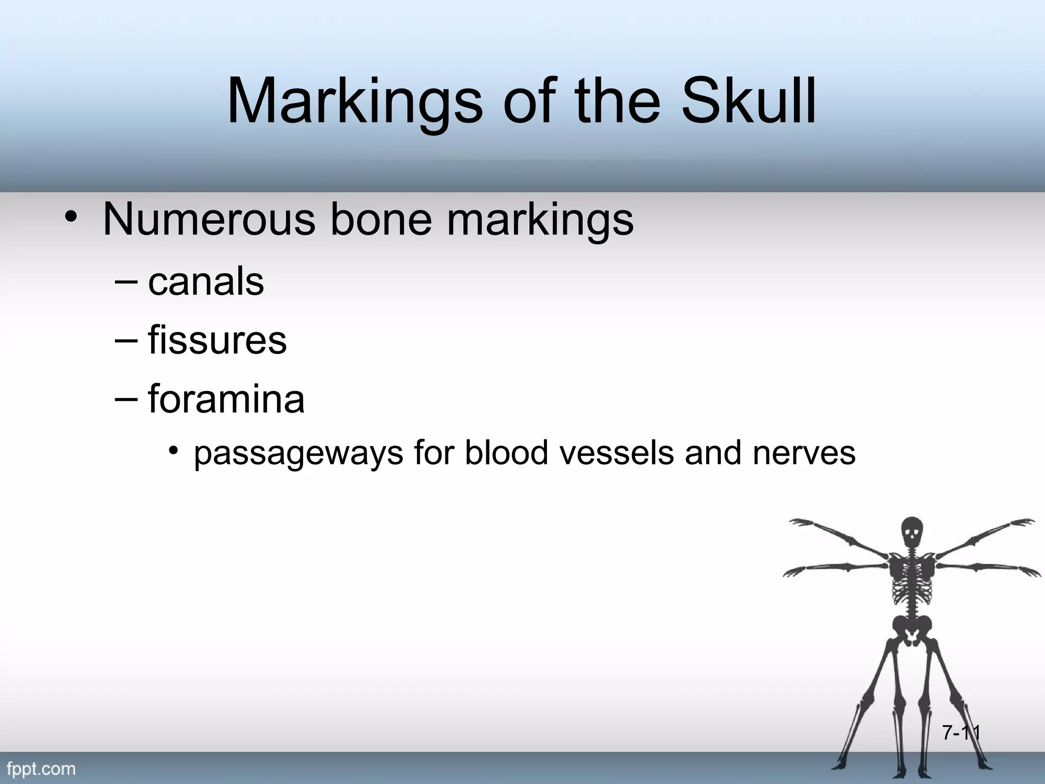 Markings of the Skull
• Numerous bone markings
– canals
– fissures
– foramina
• passageways for blood vessels and nerves

7-11

 