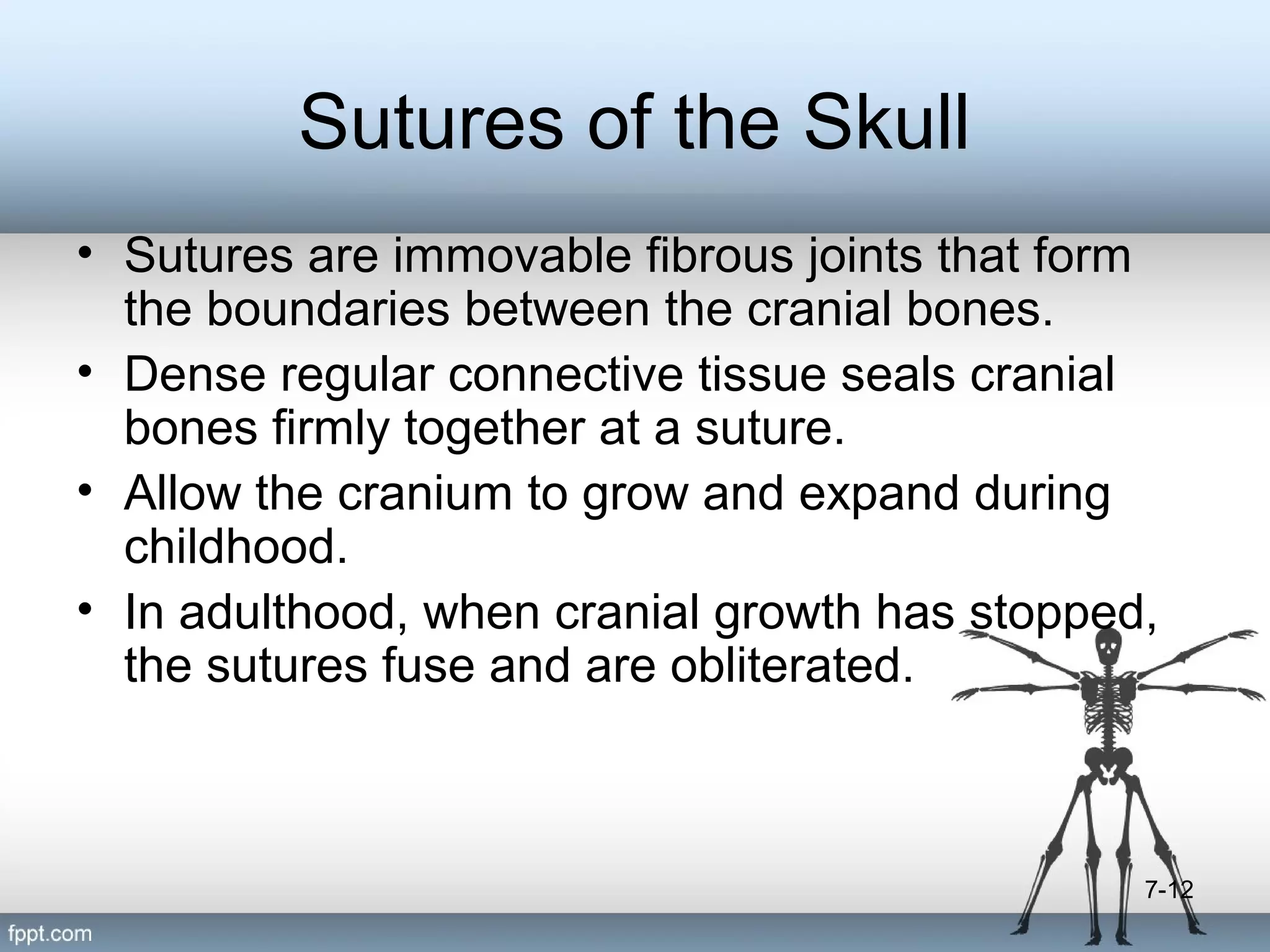Sutures of the Skull
• Sutures are immovable fibrous joints that form
the boundaries between the cranial bones.
• Dense regular connective tissue seals cranial
bones firmly together at a suture.
• Allow the cranium to grow and expand during
childhood.
• In adulthood, when cranial growth has stopped,
the sutures fuse and are obliterated.

7-12

 