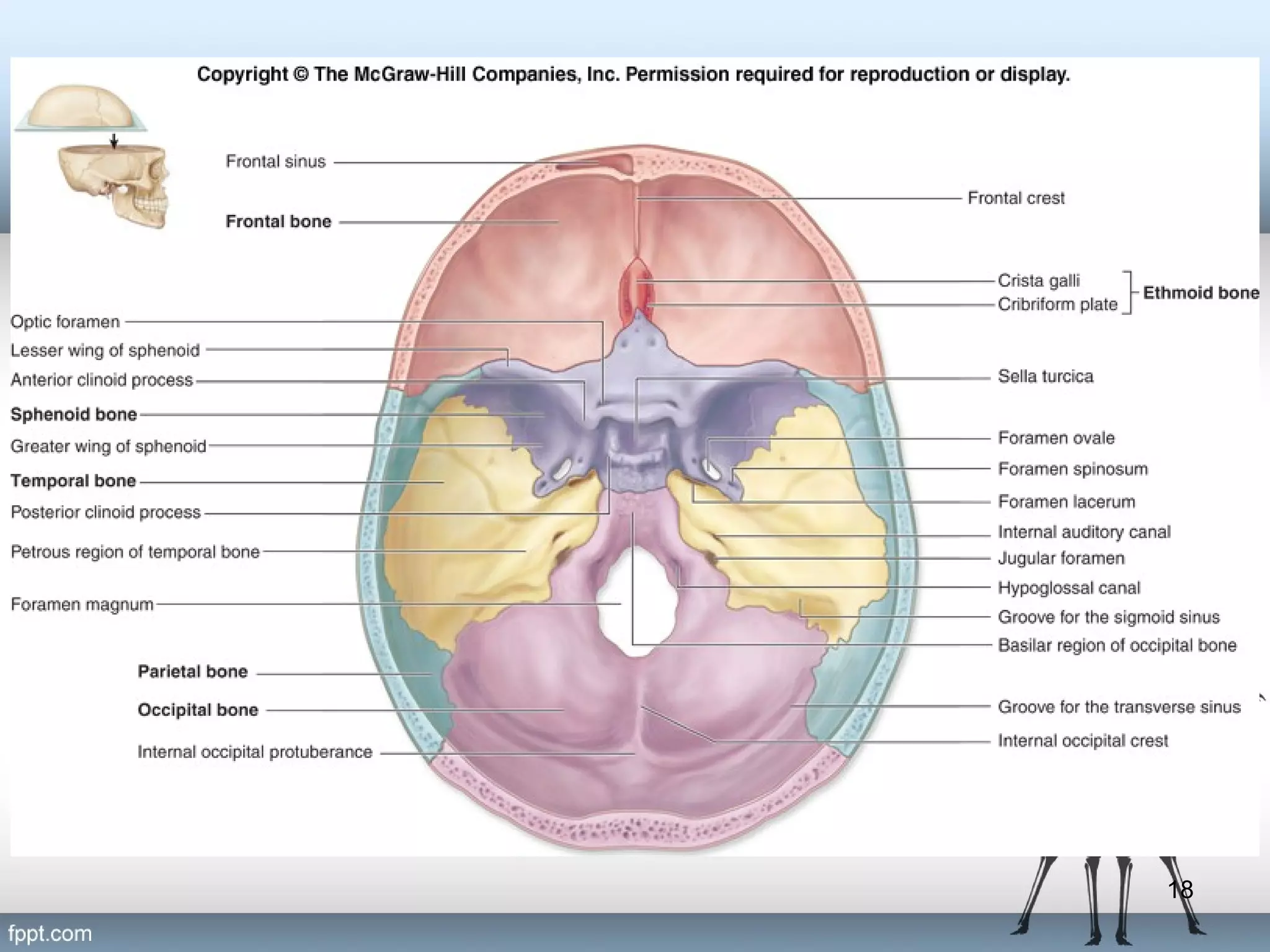 Insert Fig. 7.9 superior view of skull

18

 