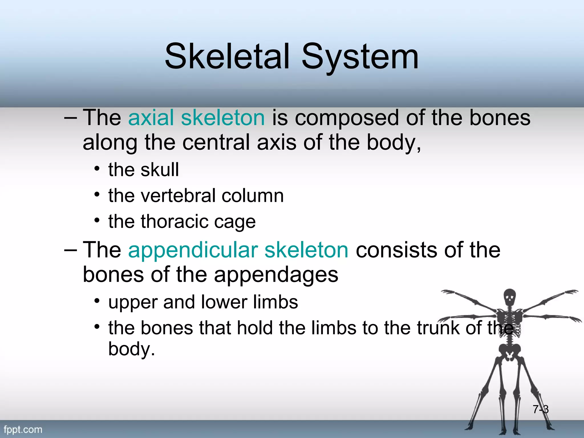 Skeletal System
– The axial skeleton is composed of the bones
along the central axis of the body,
• the skull
• the vertebral column
• the thoracic cage

– The appendicular skeleton consists of the
bones of the appendages
• upper and lower limbs
• the bones that hold the limbs to the trunk of the
body.
7-3

 