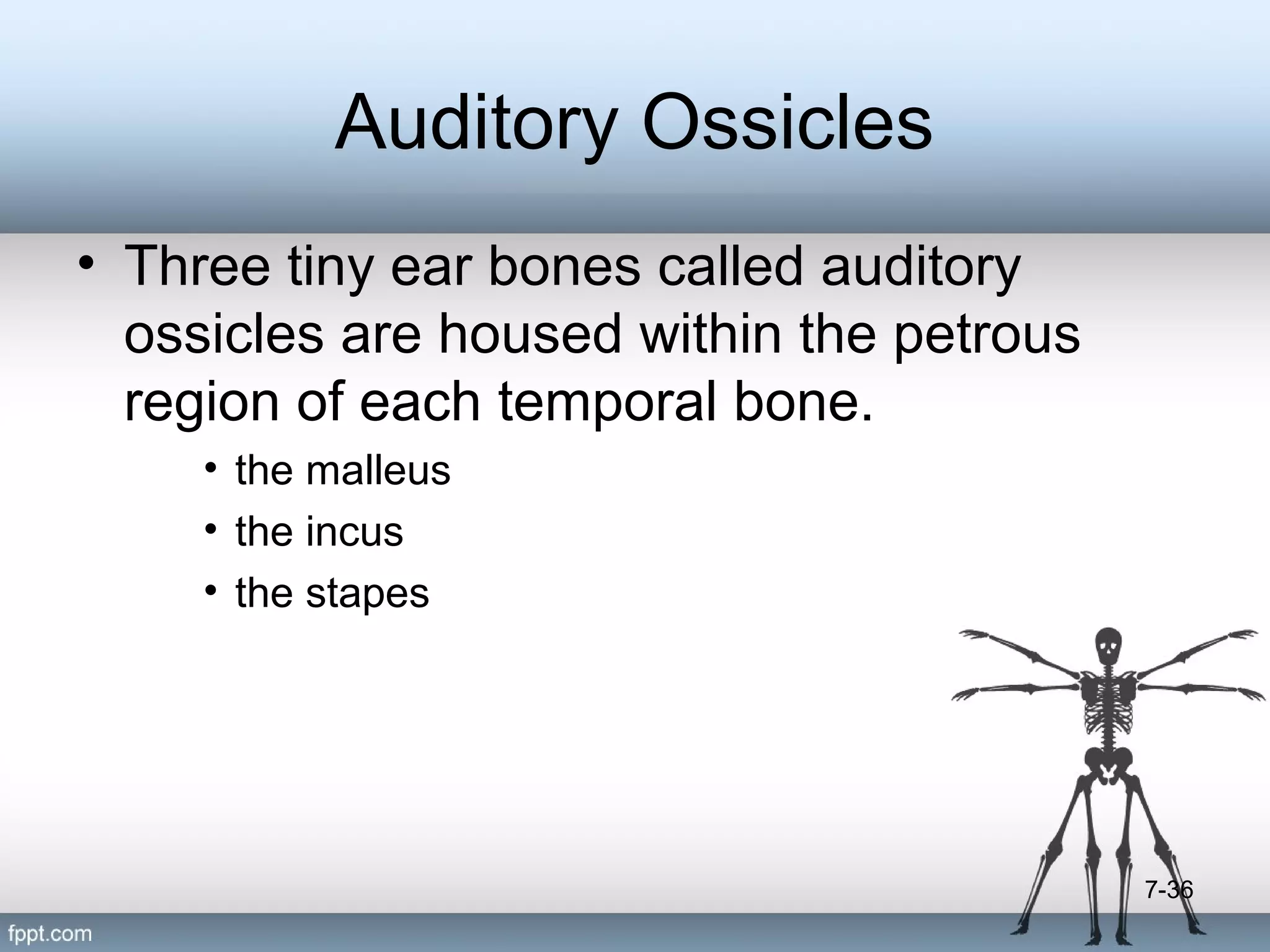 Auditory Ossicles
• Three tiny ear bones called auditory
ossicles are housed within the petrous
region of each temporal bone.
• the malleus
• the incus
• the stapes

7-36

 