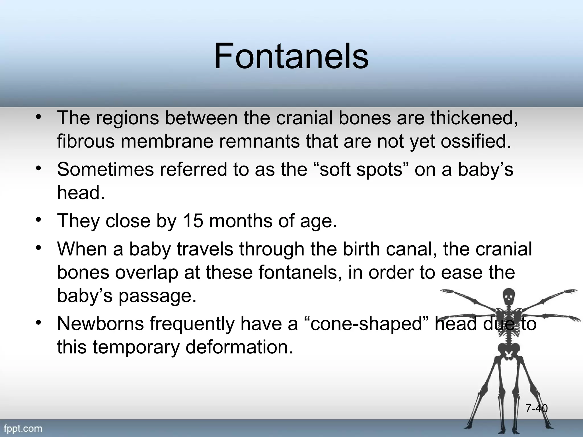 Fontanels
• The regions between the cranial bones are thickened,
fibrous membrane remnants that are not yet ossified.
• Sometimes referred to as the “soft spots” on a baby’s
head.
• They close by 15 months of age.
• When a baby travels through the birth canal, the cranial
bones overlap at these fontanels, in order to ease the
baby’s passage.
• Newborns frequently have a “cone-shaped” head due to
this temporary deformation.
7-40

 