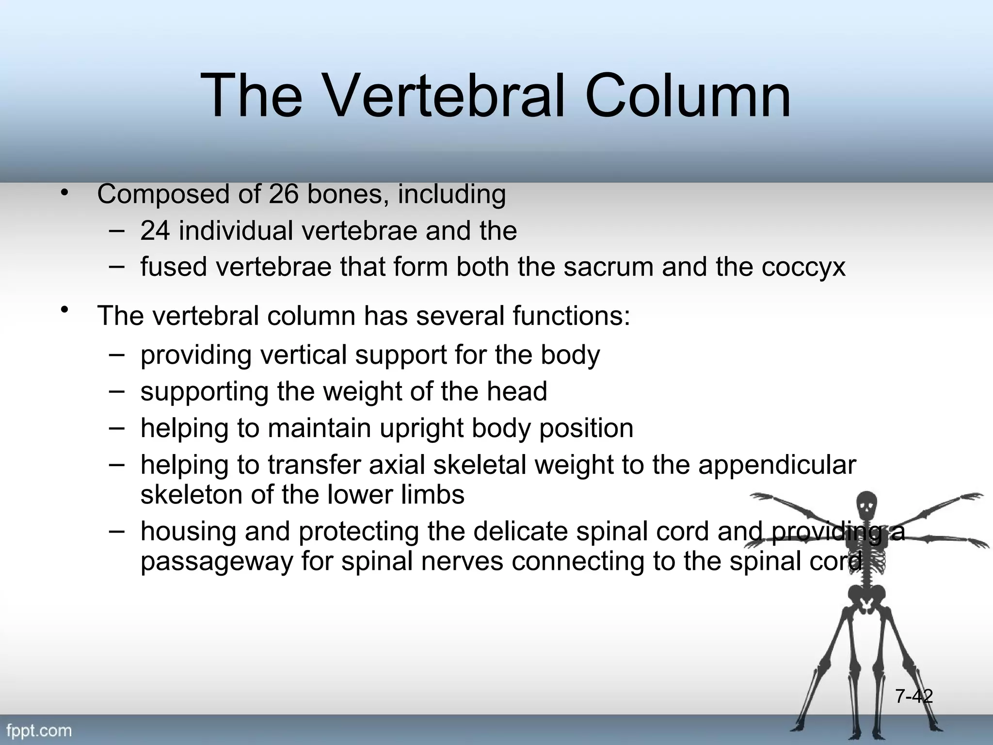 The Vertebral Column
•

Composed of 26 bones, including
– 24 individual vertebrae and the
– fused vertebrae that form both the sacrum and the coccyx

•

The vertebral column has several functions:
– providing vertical support for the body
– supporting the weight of the head
– helping to maintain upright body position
– helping to transfer axial skeletal weight to the appendicular
skeleton of the lower limbs
– housing and protecting the delicate spinal cord and providing a
passageway for spinal nerves connecting to the spinal cord

7-42

 