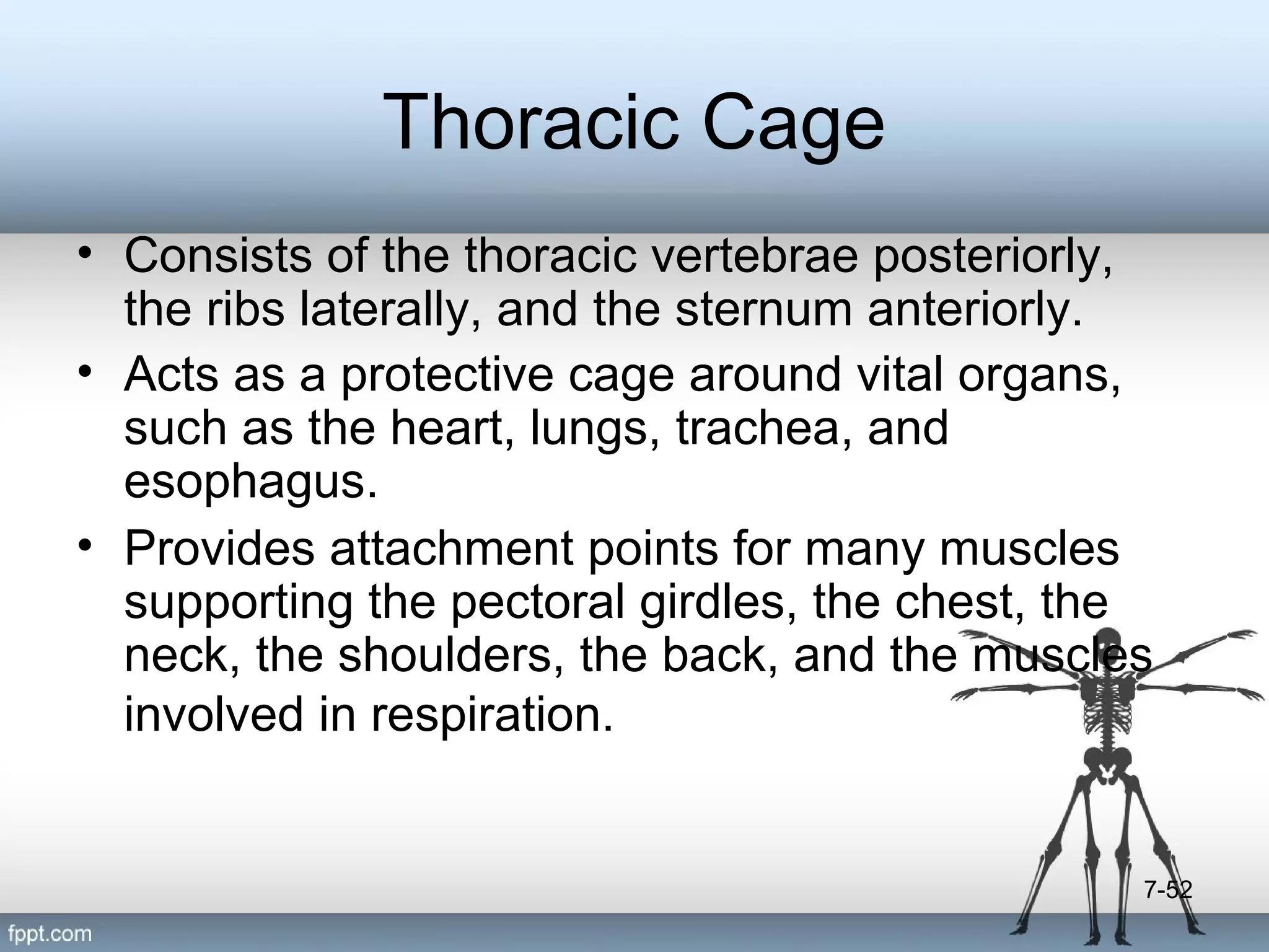 Thoracic Cage
• Consists of the thoracic vertebrae posteriorly,
the ribs laterally, and the sternum anteriorly.
• Acts as a protective cage around vital organs,
such as the heart, lungs, trachea, and
esophagus.
• Provides attachment points for many muscles
supporting the pectoral girdles, the chest, the
neck, the shoulders, the back, and the muscles
involved in respiration.

7-52

 