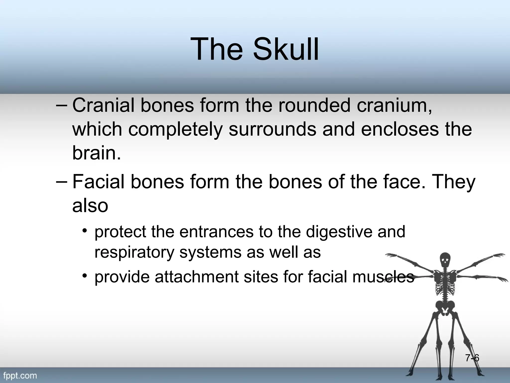The Skull
– Cranial bones form the rounded cranium,
which completely surrounds and encloses the
brain.
– Facial bones form the bones of the face. They
also
• protect the entrances to the digestive and
respiratory systems as well as
• provide attachment sites for facial muscles

7-6

 